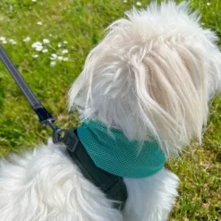 ☀️Sommerklar|Hundeferien^Active Canis Cooling Bandana