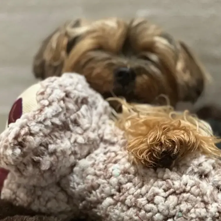 Hvalpelegetøj|Separationsangst^All For Paws AFP Calming Toy | Lavendelduft