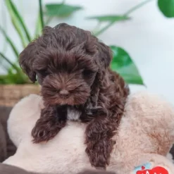 Hvalpelegetøj|Nyfødte Hvalpe 0-8 Uger^All For Paws AFP Heart Beat Pillow | M. Hjertelyd