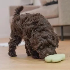 Plyslegetøj Til Hunde|Hvalpelegetøj^All For Paws AFP Little buddy Fiesta legetøj | 2 stk.