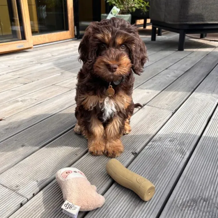 Plyslegetøj Til Hunde|Hvalpelegetøj^All For Paws AFP Little Buddy legetøjssæt