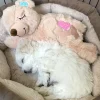 Hvalpe Accessories|Nyfødte Hvalpe 0-8 Uger^All For Paws AFP Little Buddy Warm Bear