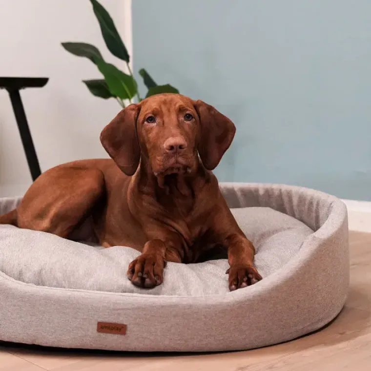 Hundesenge^Amiplay Oval Hundeseng | Color
