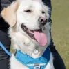 Helse Til Hunde^Anibio Tic-Clip mod lopper og flåter