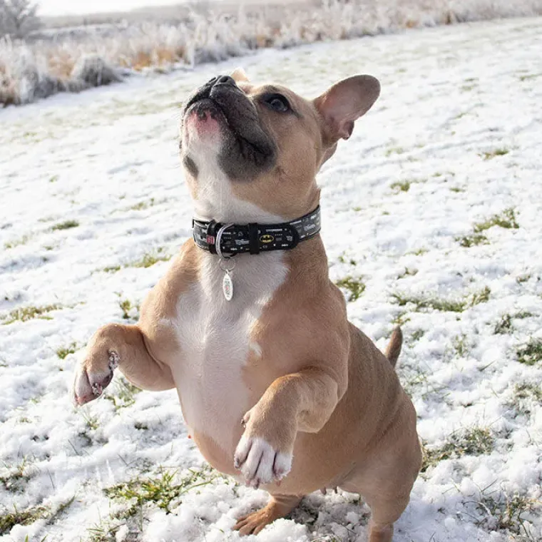 Hundehalsbånd^Collar/WauDog Batman halsbånd | m. QR-Tag | OUTLET