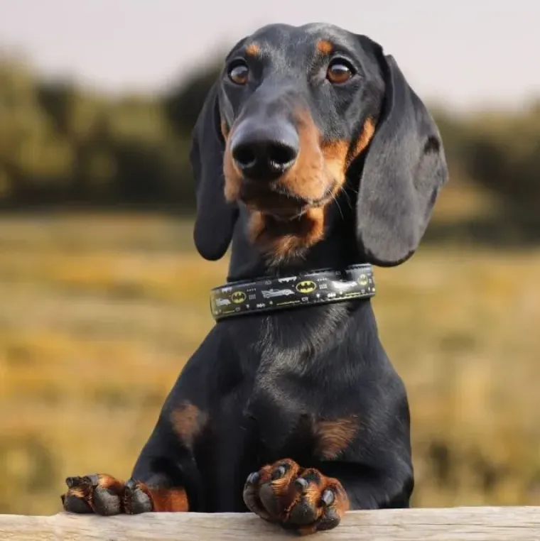 Hundehalsbånd^Collar/WauDog Batman halsbånd | m. QR-Tag | OUTLET