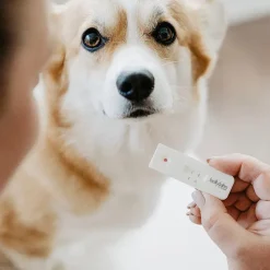 Drægtighed Og Hvalpefødsel^Bellylabs Graviditetstest / Dog Pregnancy test