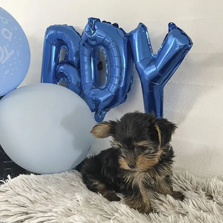 Puppy Shower Party^Ollipet Boy eller Girl ballonsæt | OUTLET
