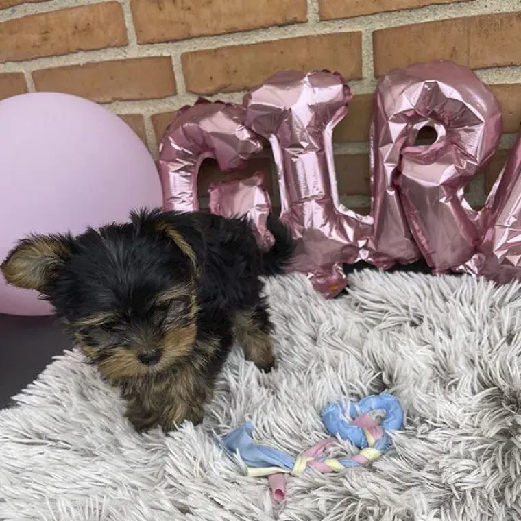 Puppy Shower Party^Ollipet Boy eller Girl ballonsæt | OUTLET