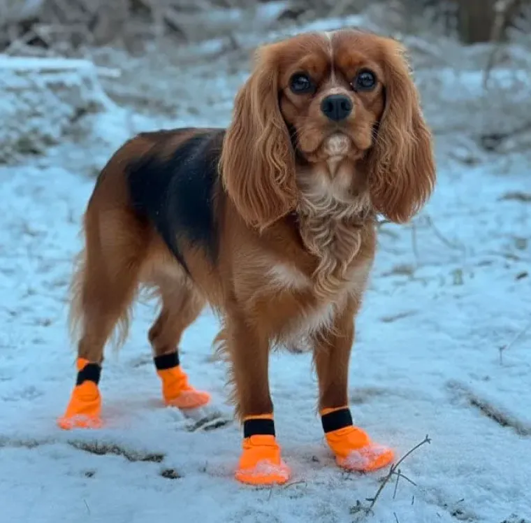 ❄️Klar Til Vintervejret|Hundesko^Companion hundesokker | Orange
