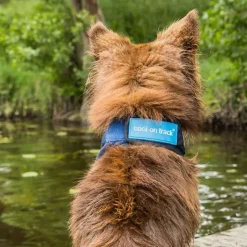 ☀️Sommerklar|Hundeferien^Back on Track Cool on Track Kølebandana