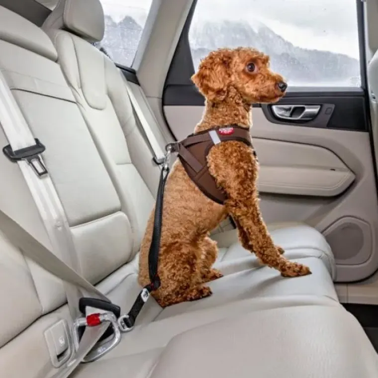 Biltransport Af Hund^Curli sikkerhedssele til bil V2