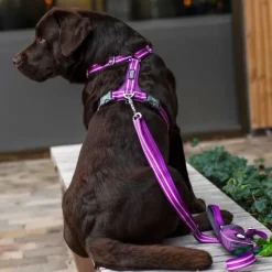 Hundeseler|Bestsellers^Dog Copenhagen Comfort Walk Air™ selen | Step in