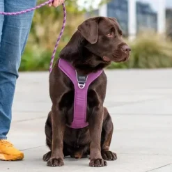 Hundeseler|Bestsellers^Dog Copenhagen Comfort Walk Pro hundesele