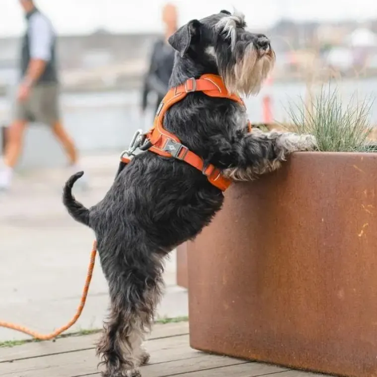 Hundeseler|Bestsellers^Dog Copenhagen Comfort Walk Pro hundesele