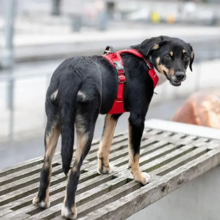 Hundeseler|Bestsellers^Dog Copenhagen Comfort Walk Pro hundesele