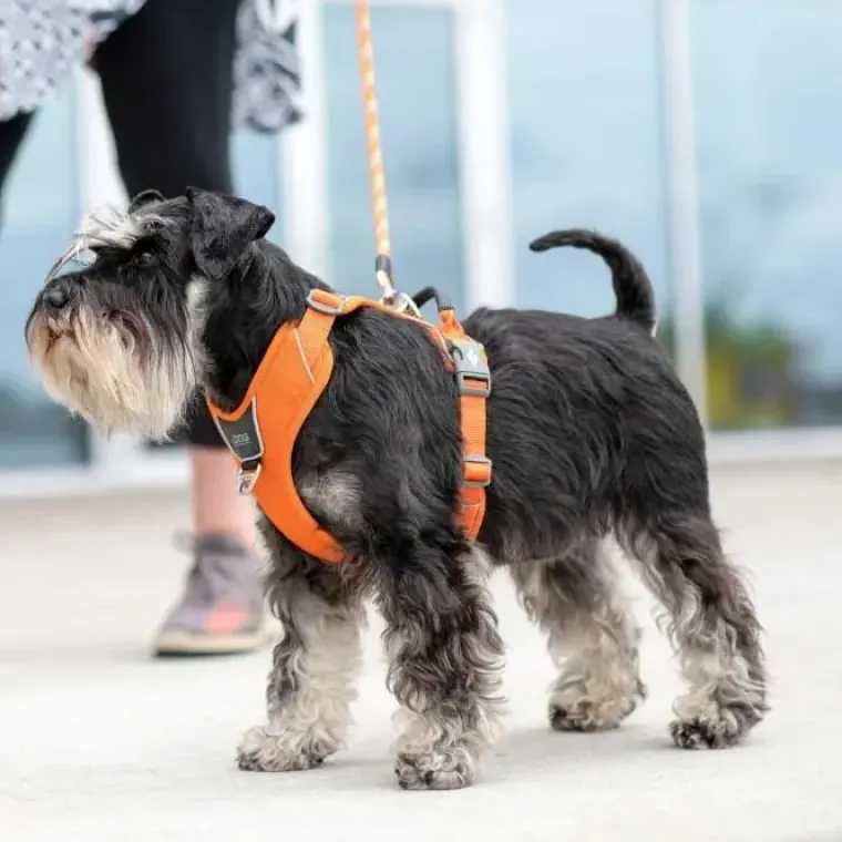 Hundeseler|Bestsellers^Dog Copenhagen Comfort Walk Pro hundesele