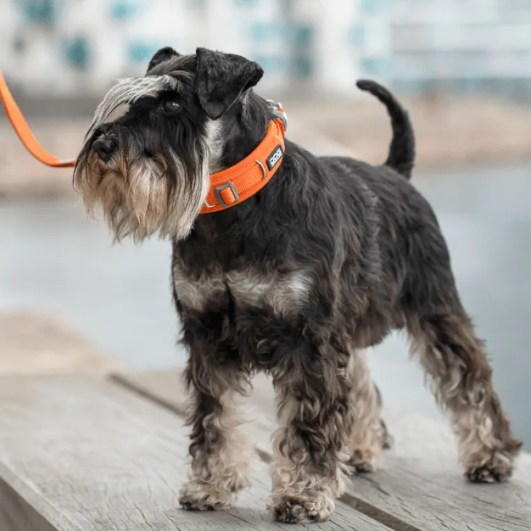 Hundehalsbånd^Dog Copenhagen Urban Explorer halsbånd