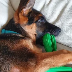 Aktivitetslegetøj Til Hunde|Tandrensende Legetøj^Ollipet Dog Toothbrush stick | Hundetandbørste | OUTLET