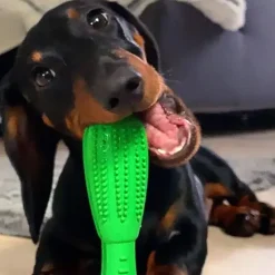 Aktivitetslegetøj Til Hunde|Tandrensende Legetøj^Ollipet Dog Toothbrush stick | Hundetandbørste | OUTLET