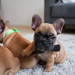 Gaveidéer Til Hundeelskeren|Nytårskurven^Ollipet Elegant butterfly til hunde | Med sølvtråd