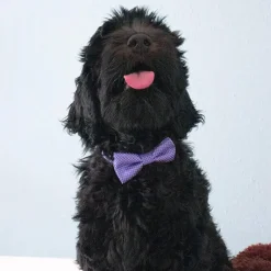 Gaveidéer Til Hundeelskeren|Nytårskurven^Ollipet Elegant butterfly til hunde | Med sølvtråd