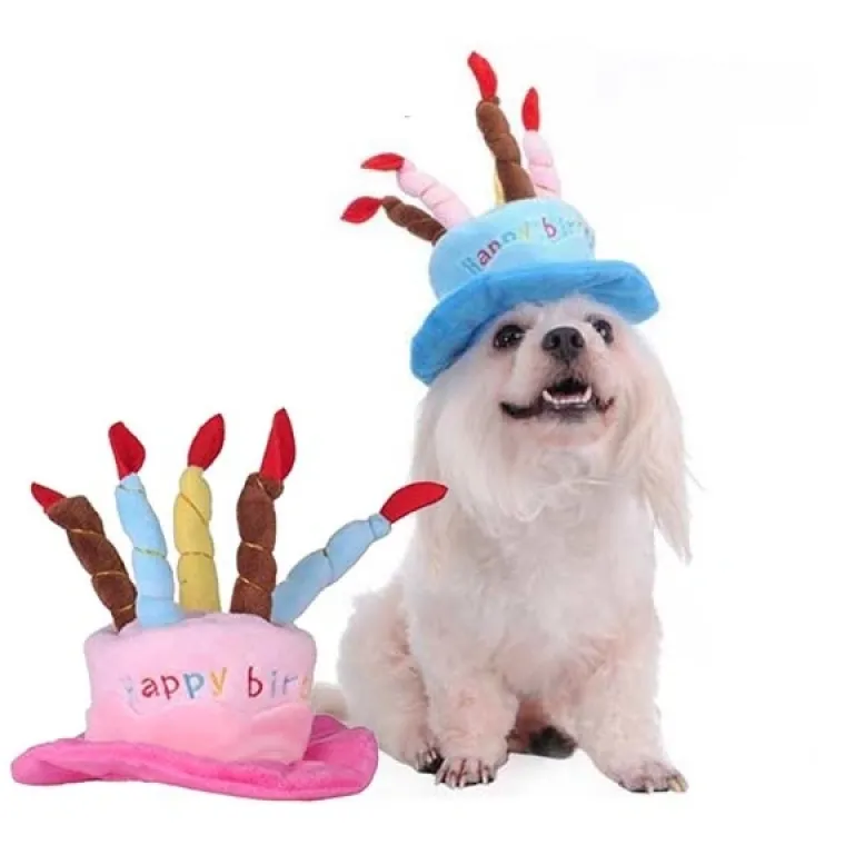 Hundefødselsdag^Ollipet Fødselsdagshat til hunde | med lys