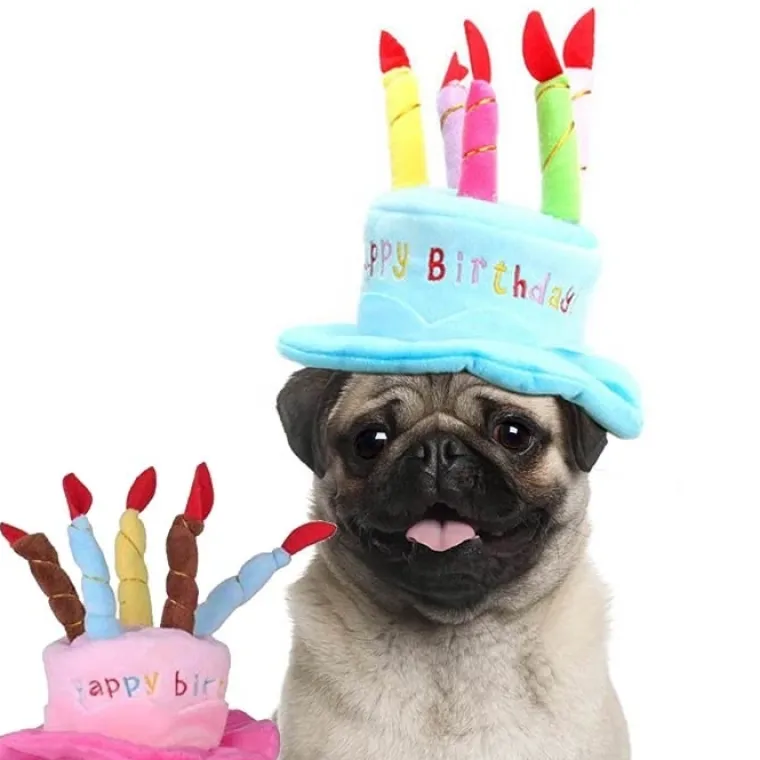 Hundefødselsdag^Ollipet Fødselsdagshat til hunde | med lys
