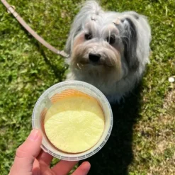 ☀️Sommerklar|Hundeferien^Fidovet Gelato | Hundeis