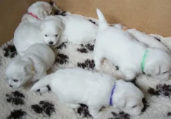 Hundehalsbånd|Nyfødte Hvalpe 0-8 Uger^Cotonshoppen ID hvalpehalsbånd | 12 stk. Velcro