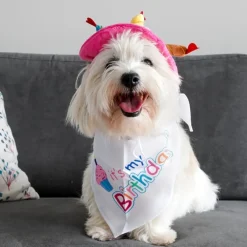 Hundefødselsdag|Hundetøj^Ollipet It's my Birthday Bandana | Hvid