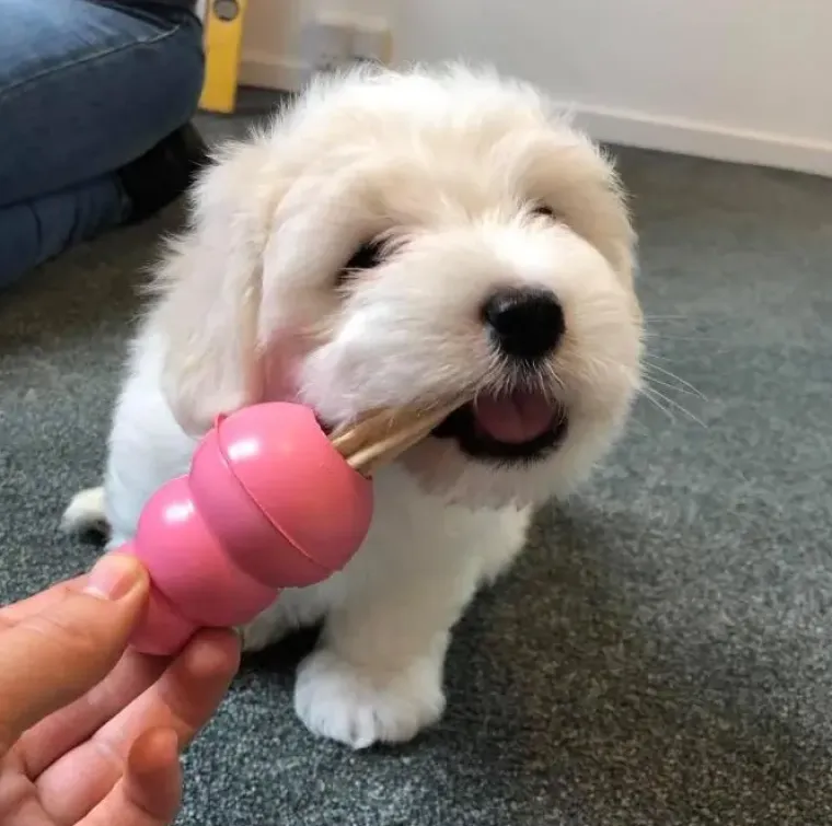 Aktivitetslegetøj Til Hunde|Hvalpelegetøj^KONG Puppy Small| hvalpelegetøj