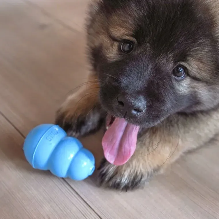 Aktivitetslegetøj Til Hunde|Hvalpelegetøj^KONG Puppy Small| hvalpelegetøj