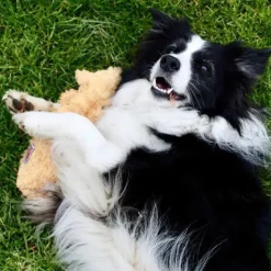Plyslegetøj Til Hunde|Kong Hundelegetøj^KONG Scrunch Knots dyr
