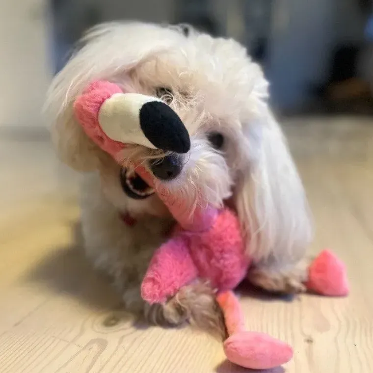 Hvalpelegetøj|Kong Hundelegetøj^KONG Shakers Honkers Flamingo