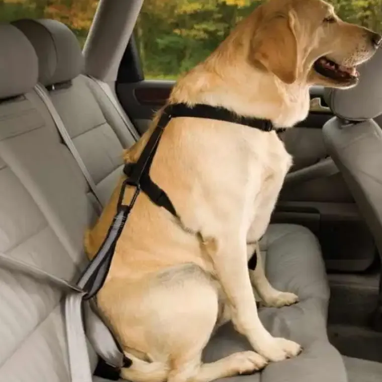 Biltransport Af Hund^KURGO Sikkerhedsstrop til bilens sele