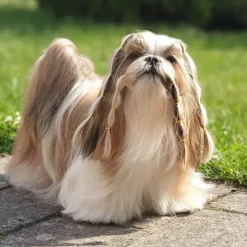 Hårpynt Til Hunde^Lainee Wrapping Bands Lainee Wrap elastik 10 mm | 850 stk