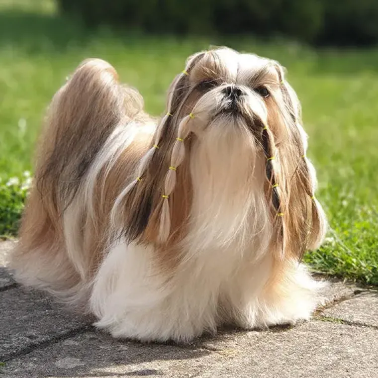 Hårpynt Til Hunde^Lainee Wrapping Bands Lainee Wrap elastik 8mm | 850 stk