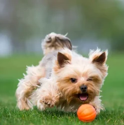 Bolde|Vandlegetøj^Collar/WauDog Liker Orange Ball