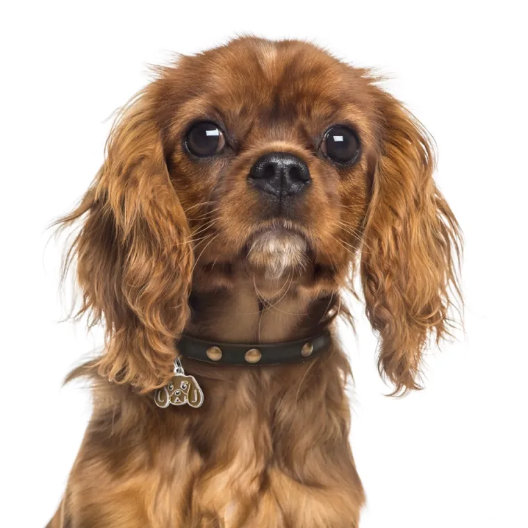 Charms Med Hunderacer Og Andre Dyr^MyFamily My Family | Hundetegn Cavalier King Charles Spaniel