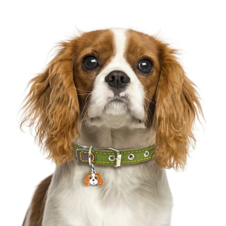 Charms Med Hunderacer Og Andre Dyr^MyFamily My Family | Hundetegn Cavalier King Charles Spaniel