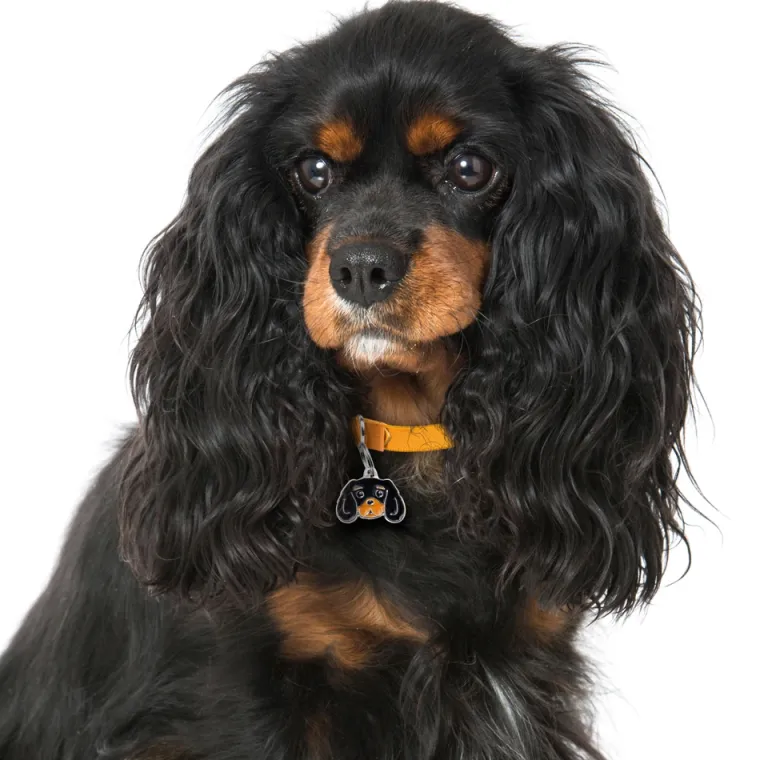 Charms Med Hunderacer Og Andre Dyr^MyFamily My Family | Hundetegn Cavalier King Charles Spaniel