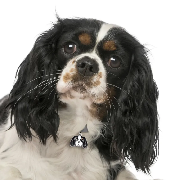 Charms Med Hunderacer Og Andre Dyr^MyFamily My Family | Hundetegn Cavalier King Charles Spaniel