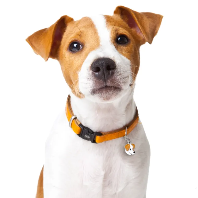 Hundetegn|Charms Med Hunderacer Og Andre Dyr^MyFamily My Family | Hundetegn Jack Russell