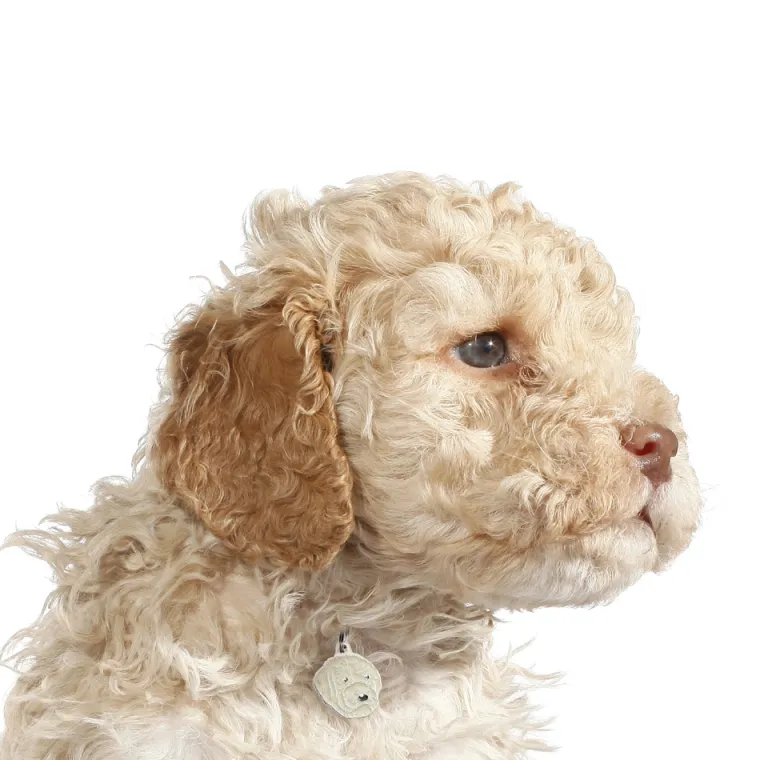 Hundetegn|Charms Med Hunderacer Og Andre Dyr^MyFamily My Family | Hundetegn Lagotto