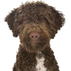 Hundetegn|Charms Med Hunderacer Og Andre Dyr^MyFamily My Family | Hundetegn Lagotto