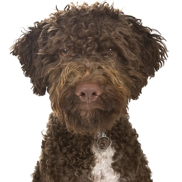 Hundetegn|Charms Med Hunderacer Og Andre Dyr^MyFamily My Family | Hundetegn Lagotto