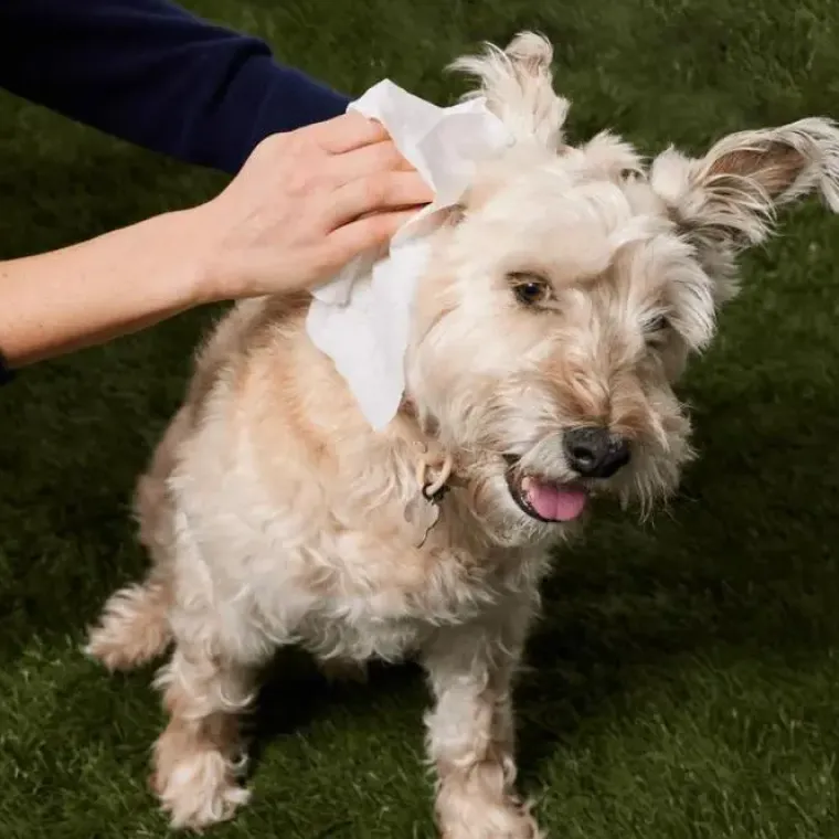 Helse Til Hunde|Miljøvenlige, Bæredygtige & Øko Produkter^Natural Dog Company Grooming Wipes | 50 stk
