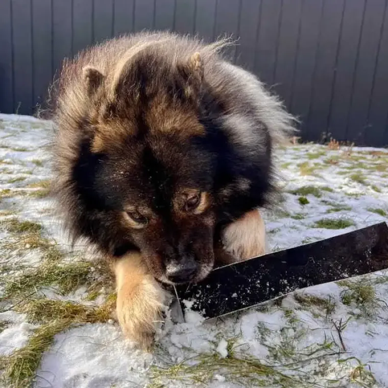 Godbidder Og Gnaveben^Njord Pet Oksestrimler |1 stk