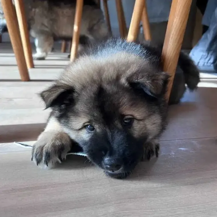 Godbidder Og Gnaveben^Njord Pet Oksestrimler |1 stk